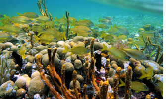 Bocas del Toro è uno dei posti più economici al mondo per fare immersioni.